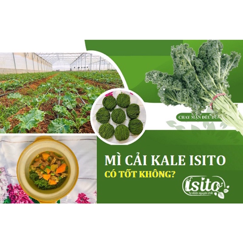 Mì cải Kale hữu cơ Isito mẫu mới (mỳ cải xoăn)