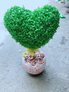 Chậu cây trái tim may mắn