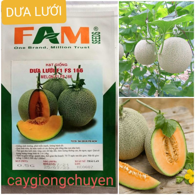 HẠT GIỐNG DƯA LƯỚI F1 FS-166
