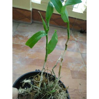 Phi điệp tím rừng Hòa bình