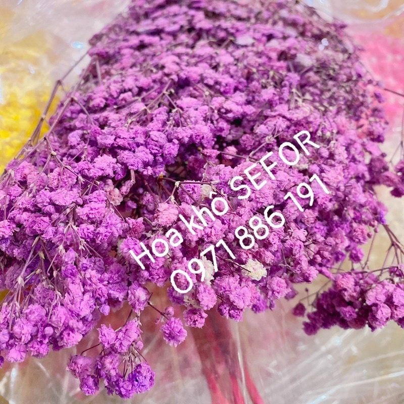 Hoa baby ướp xanh dương❤️FREESHIP❤️ Gypsophila hoa khô trang trí phòng ngủ, làm đồ handmade