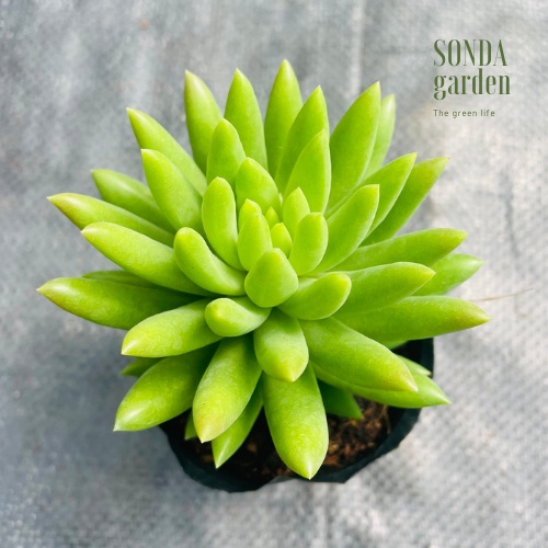 Sen đá chuỗi ngọc đứng xanh SONDA GARDEN size bé 5-8cm, cây cảnh trang trí nhà cửa, lỗi 1 đổi 1