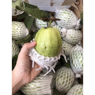 Ổi Lê 35k/kg
