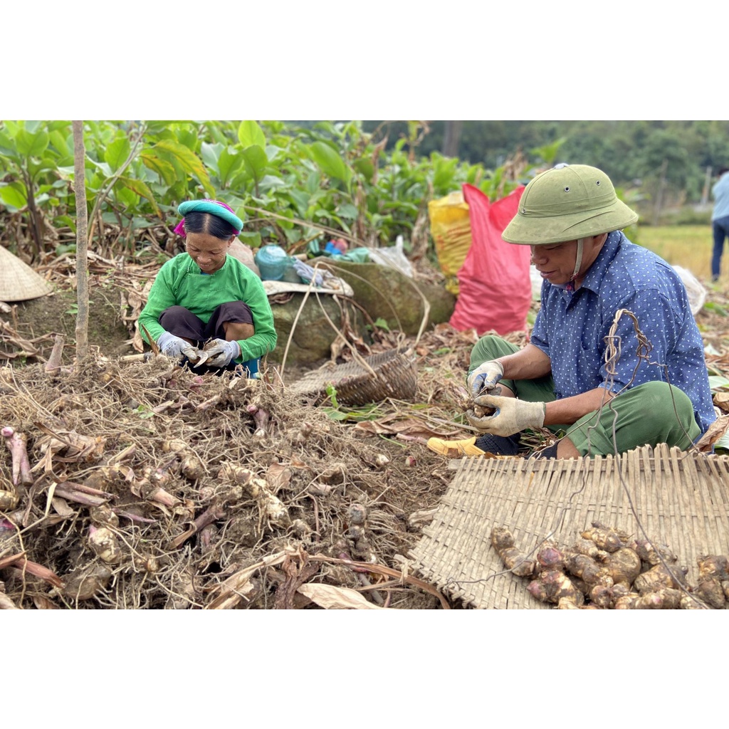 Miến dong rừng sợi to Hà Giang, miến dong núi đá thái tay cam kết không nát gói 500gr