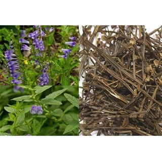 Bán Chi Liên khô (Hoàng Cầm Râu) 1kg