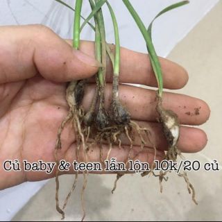 Củ huệ mưa màu hồng,  trắng