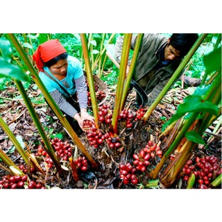 Thảo quả khô Hoàng Su Phì - Hà Giang 100g
