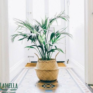 GIỎ CỐI BẦU BỤNG