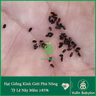 Hạt Giống Kinh Giới , Chịu Nhiệt, Dễ Trồng, Năng Suất Cao - Gói 2G