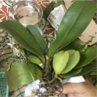 Lan Rừng Cẩm Báo