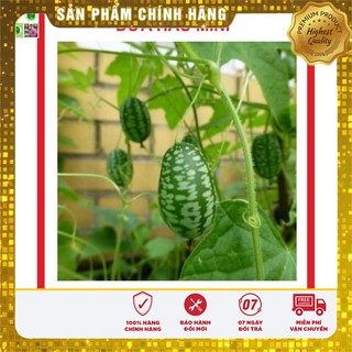 Hạt giống Dưa Hấu Mini 10 Hạt