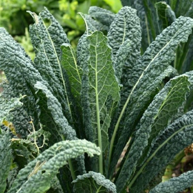 Hạt giống Cải Kale Khủng Long  dễ trồng