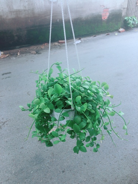 Chậu Cây Đô La Treo