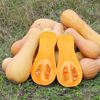 Hạt giống Bí đỏ da vàng F1 giống khỏe quả dẻo ngọt VTS169 | Vạn Tín Store