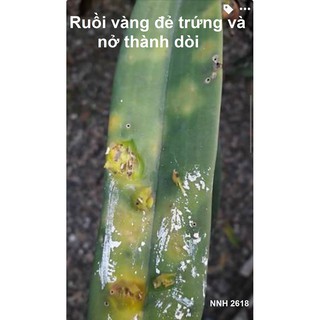 Combo 3 chai chế phẩm sinh học super 2 (1 lít ) chỉ  400k