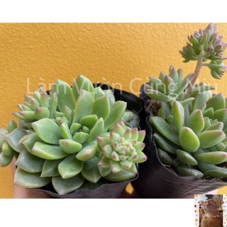 Sen Đá Mặt Trời 🌞🌞🌞 - Size Bầu