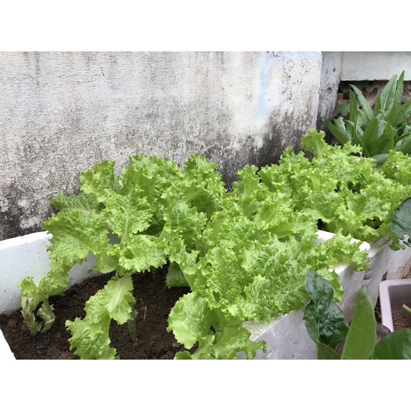 Hạt giống Xà Lách Xoăn chịu nhiệt, cao sản siêu năng xuất - Thu hoạch trong 35 ngày