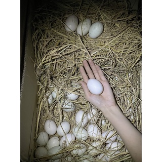 TRỨNG GÀ TA QUÊ từ BẾN TRE