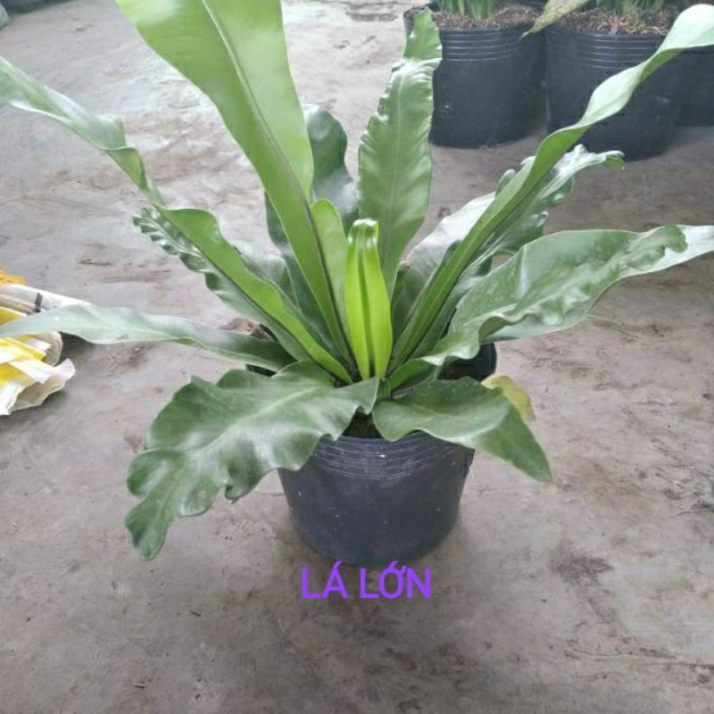 Cây Tổ Phụng