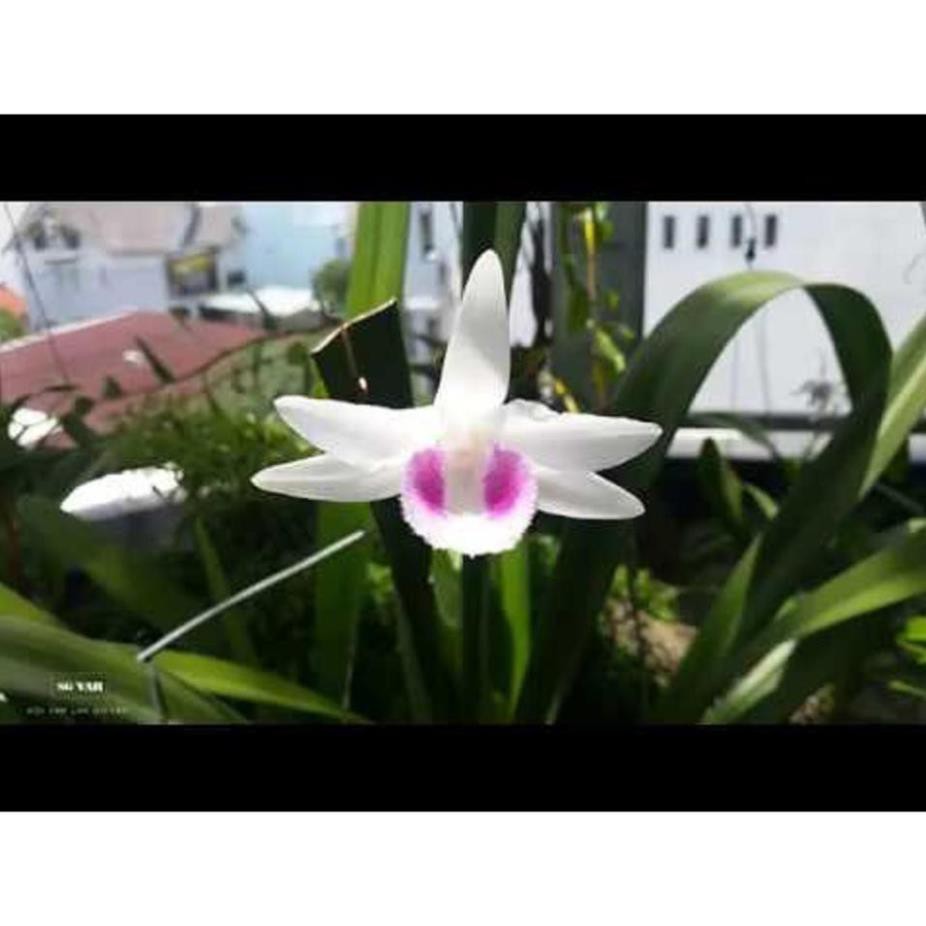 kie Cốc phi điệp 5 cánh trắng HO (HIỂN OANH) (5ct)- hàng gieo hạt - hoa xổ số - hoa siêu đẹp