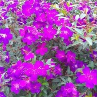 Sim tím cây sắp cho hoa