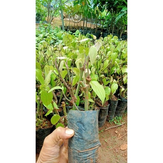 GIỐNG TIÊU SRYLANKA ( BẦU TO CÂY LỚN )
