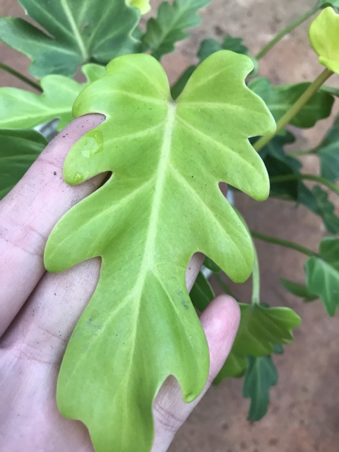 Chậu cứng trầu bà chân vịt vàng - philodendron xanadu golden