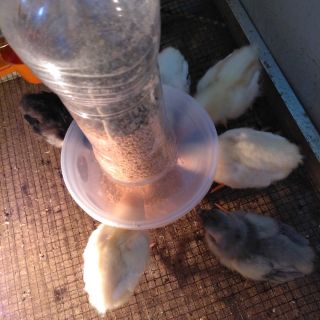 Máng ăn tự động -gà dưới 2 tuần tuổi-mua 10 tặng 1
