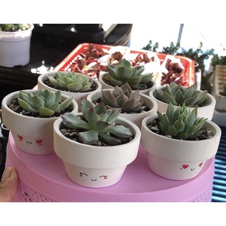 Chậu đất nung trồng sen đá