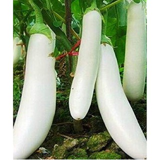 Hạt giống cà trắng dài lai gói 0,5gram