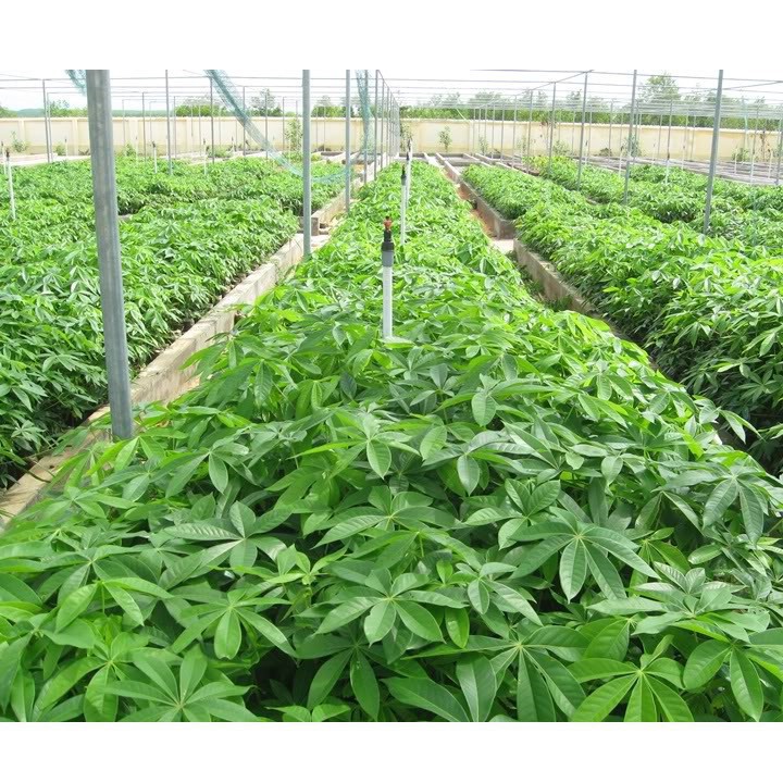 Mủ Trôm Siêu Sạch Cao Cấp 200gr, Giúp Thanh Nhiệt, Mát Gan, Tốt Sức Khỏe - Nông Sản Vàng
