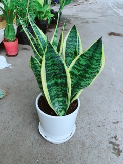 Chậu Lưỡi Hổ Cao