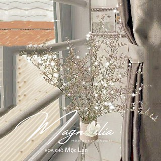 Hoa sao khô 🍁FREESHIP🍁 Hoa cắm hoa trang trí nhà cửa và phụ kiện