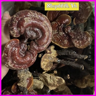 Sỉ như lẻ 1kg nấm linh chi rừng Tây Bắc