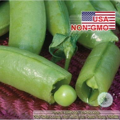 5Gr Hạt Giống Đậu Hà Lan Leo Siêu Ngon Sugar Snap (A2.303| C35*W53)