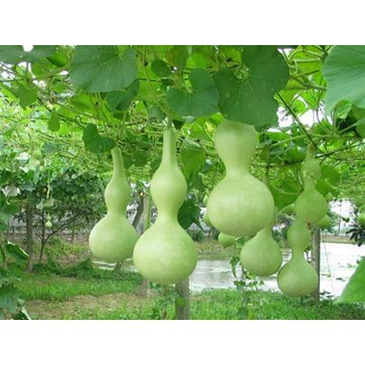hạt giống bầu hồ lô mini 10 hạt