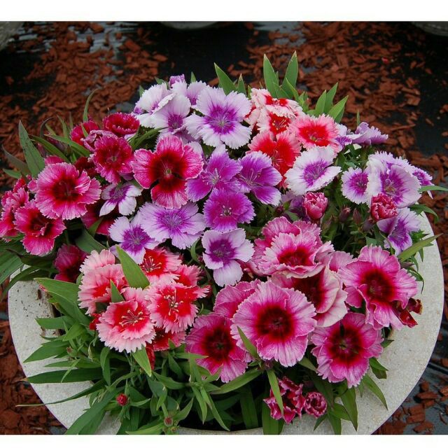 Hạt Giống Hoa Cẩm Chướng Chùm Mix Đủ Màu