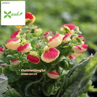 Hạt giống hoa huyền sâm cực đẹp mix màu - lucky. mỗi túi 50 hạt