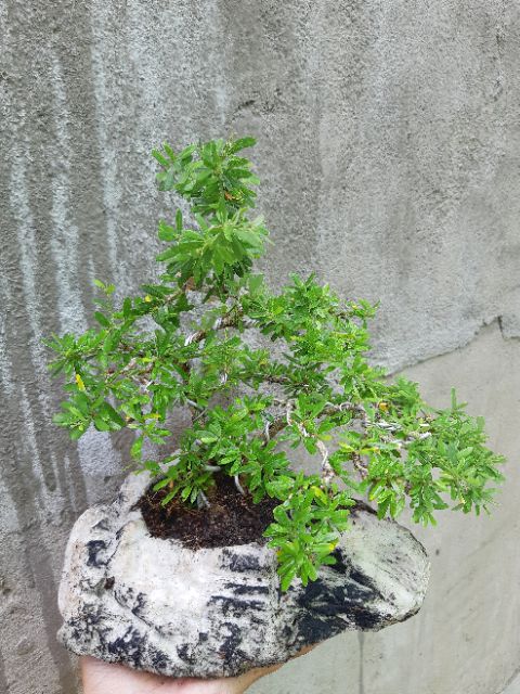 Linh sam bonsai HÒN NON BỘ