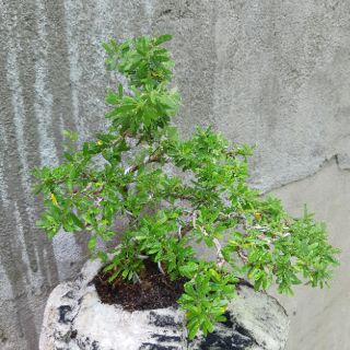 Linh sam bonsai HÒN NON BỘ