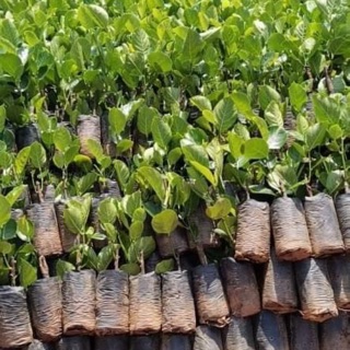 Cây giống mít malaisia