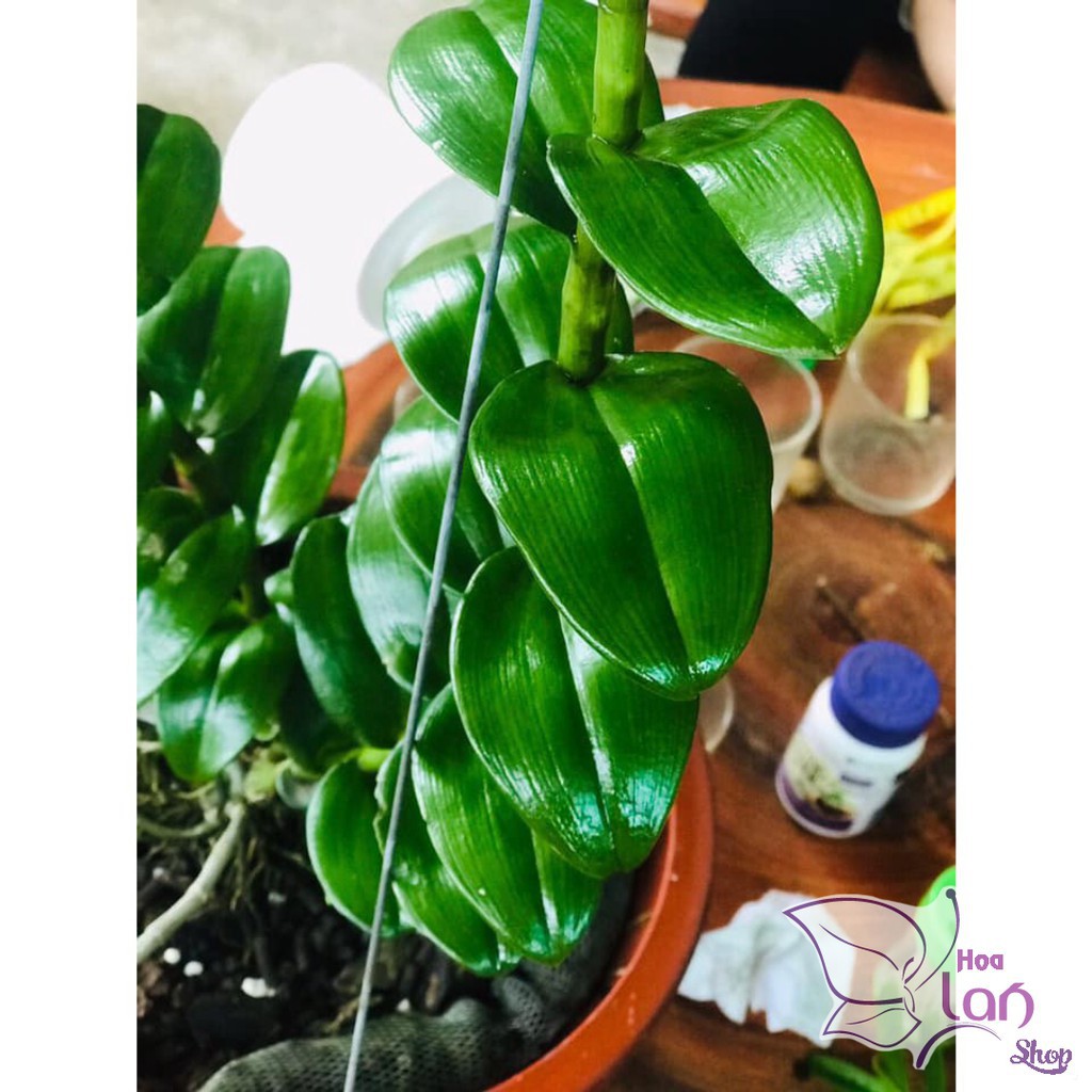 Lan Phi Điệp 🍀FREESHIP🍀 Mít Văn Sơn