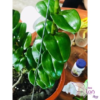 Lan Phi Điệp 🍀FREESHIP🍀 Mít Văn Sơn [ Ươm Kie ]