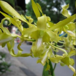 Denro rồng xanh cây giống