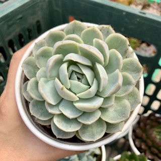 SEN ĐÁ BÉ TUYẾT TO 10cm