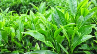 Chè xanh khô