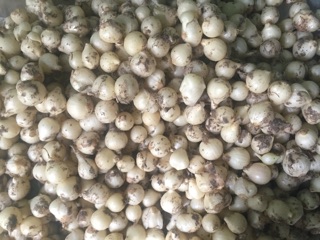Nén (hành tăm)