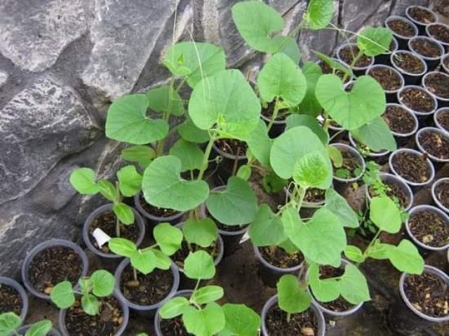 1 gói hạt giống bầu hồ lô