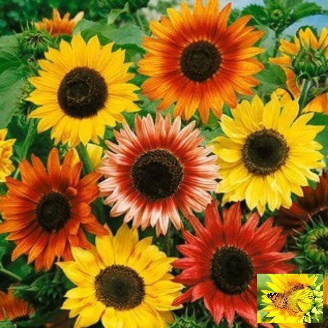 Gói 30 Hạt giống Hướng dương mix