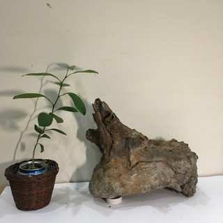 Nu lũa cảnh, gỗ lũa bon sai, tiểu cảnh, bán cạn